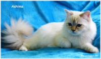 /album/fotogaleria%3a-ashima-de-catali%c2%b4s/ashimasnowyglove9meses-5-jpg1/